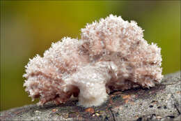 Image of Schizophyllum