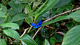 Image of Bluewings