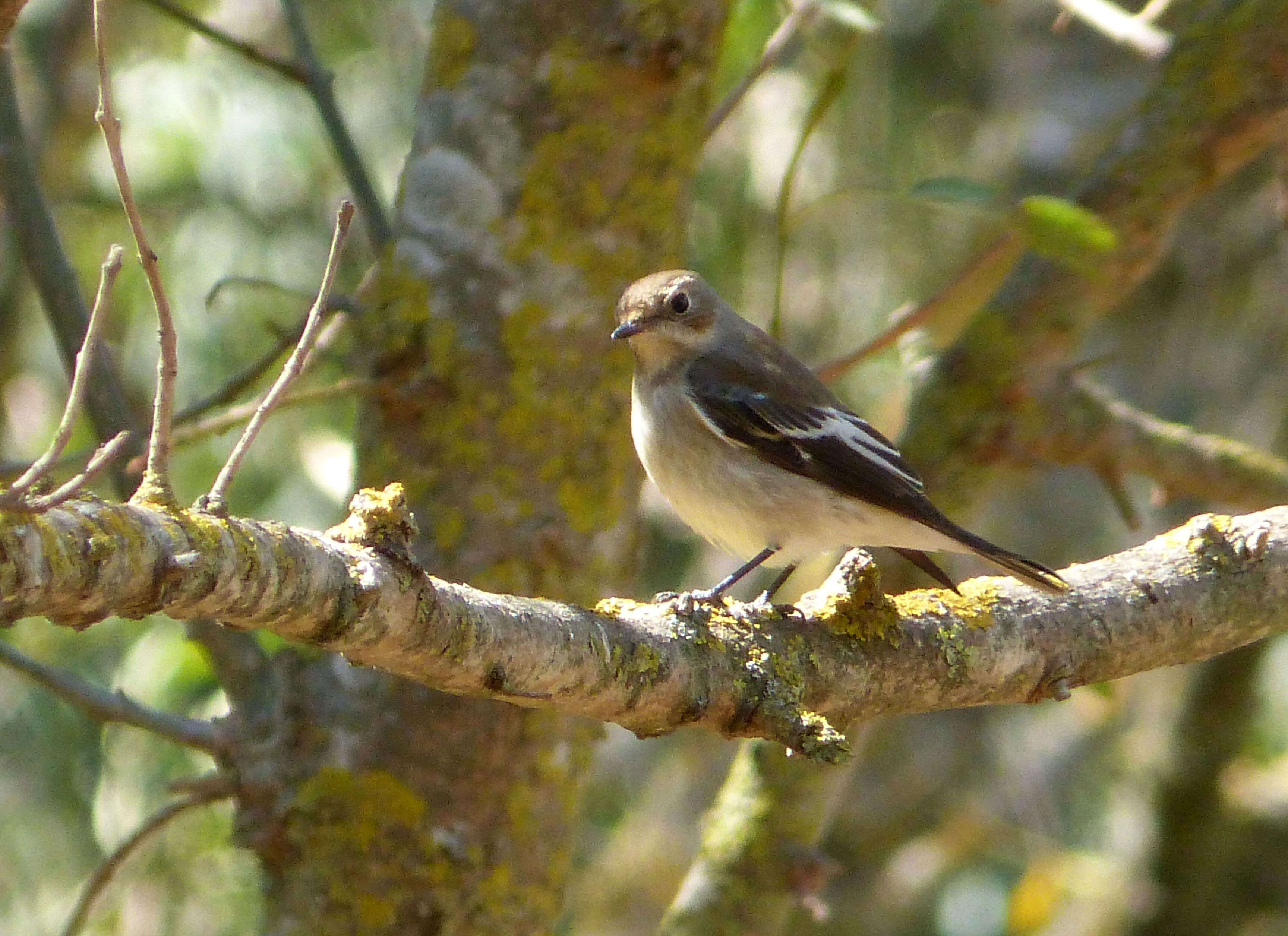 Plancia ëd Ficedula hypoleuca (Pallas 1764)