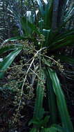 Image of Bromeliad