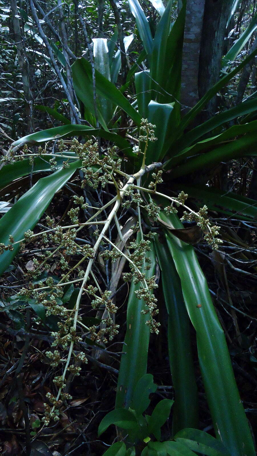 Image of Bromeliad