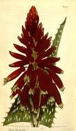 Image of Cape speckled aloe