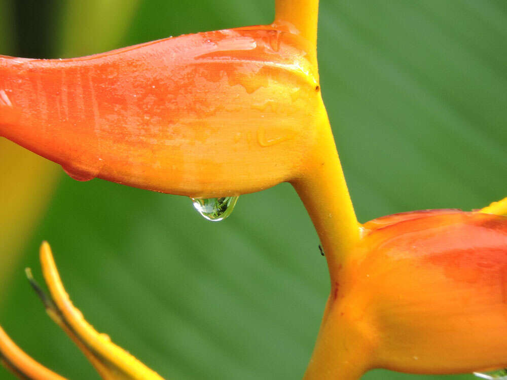 صورة Heliconia latispatha Benth.