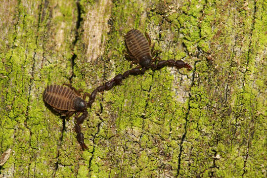 Image of pseudoscorpions