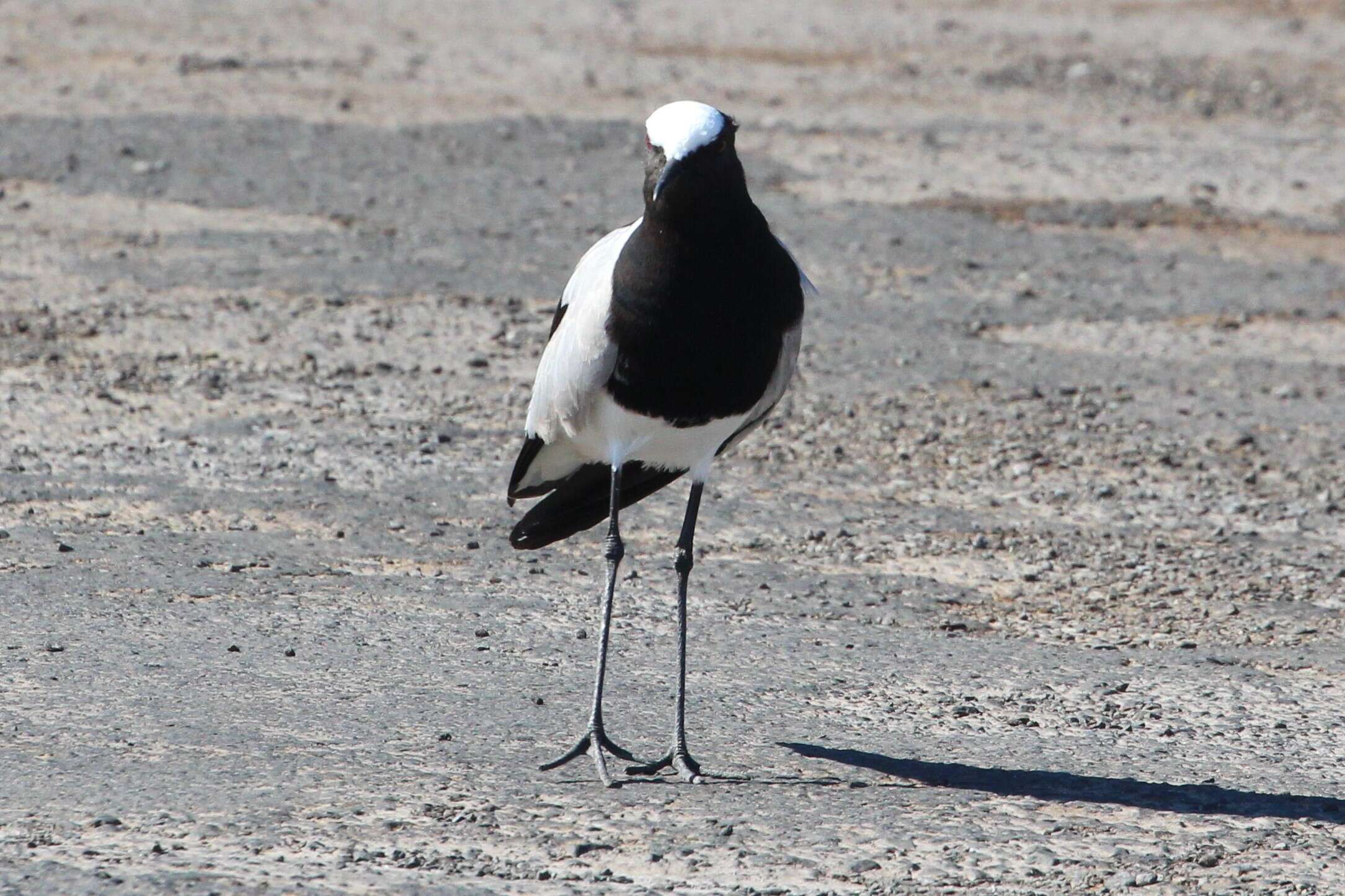 Image of Lapwing