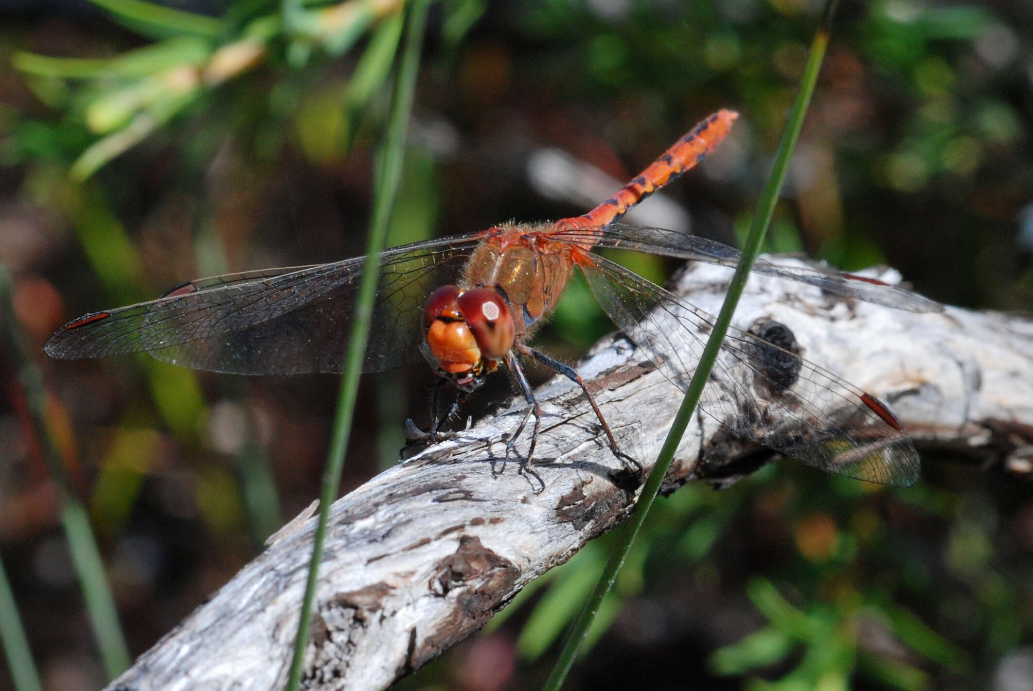 Imagem de Diplacodes bipunctata (Brauer 1865)