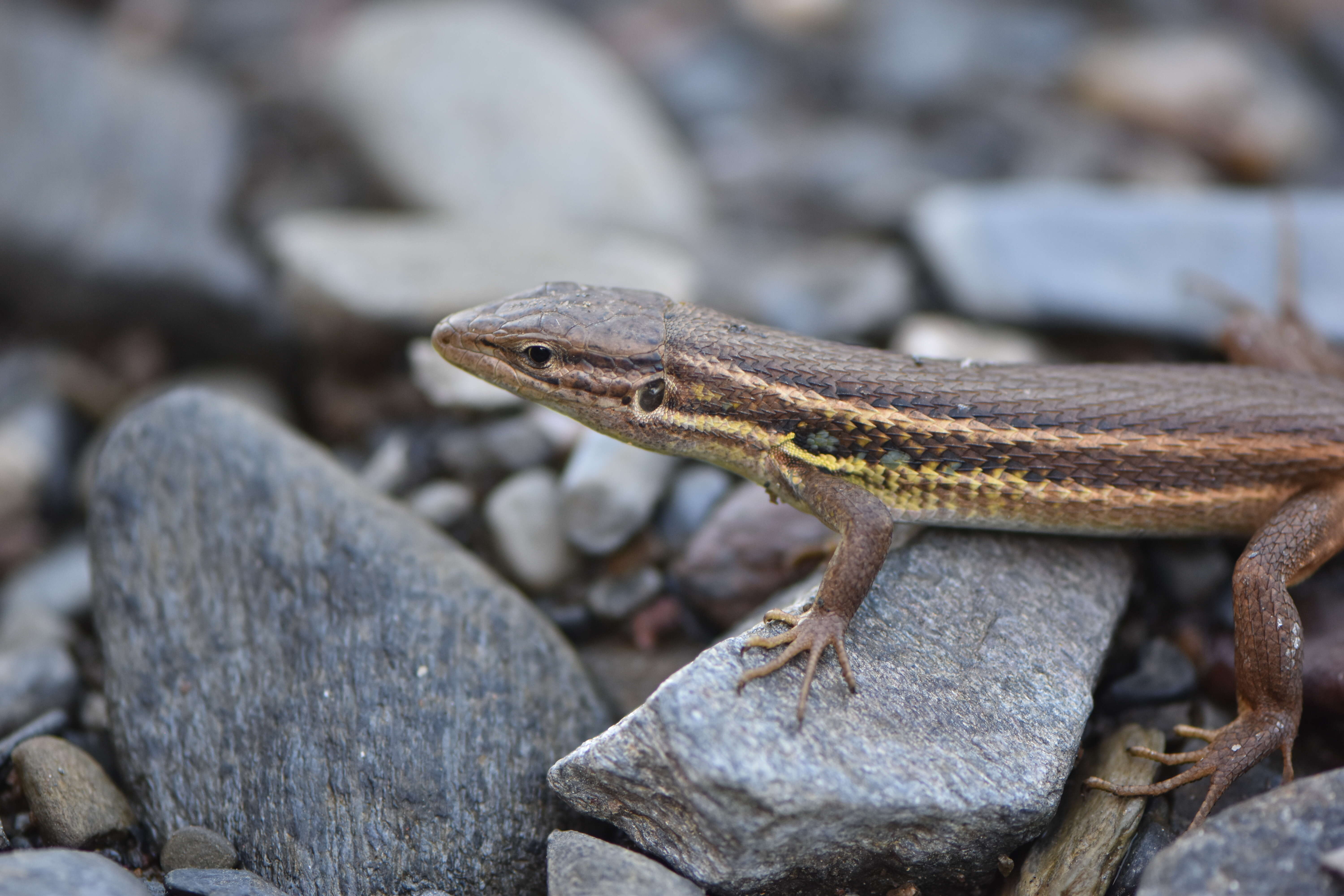 Image of Sand lizards