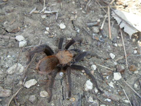 Image of Texas Brown Tarantula