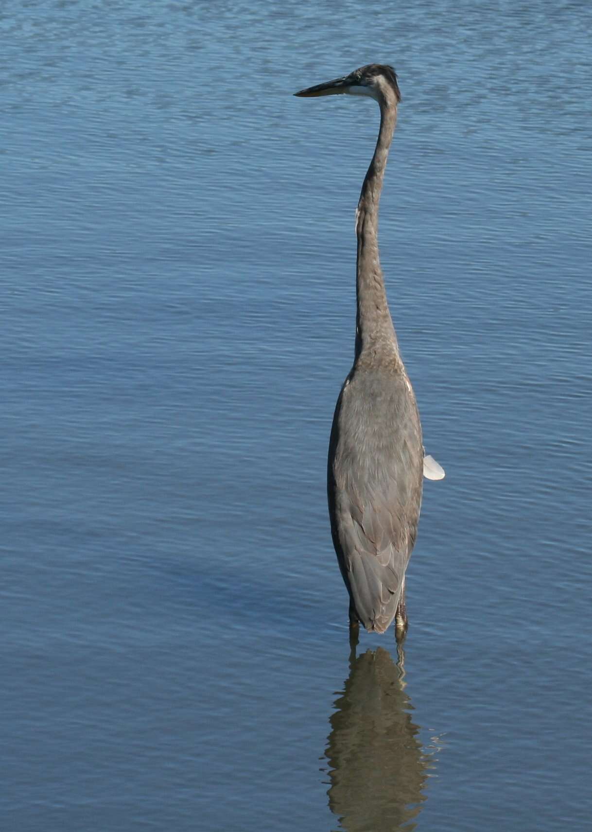 Image of Ardea Linnaeus 1758