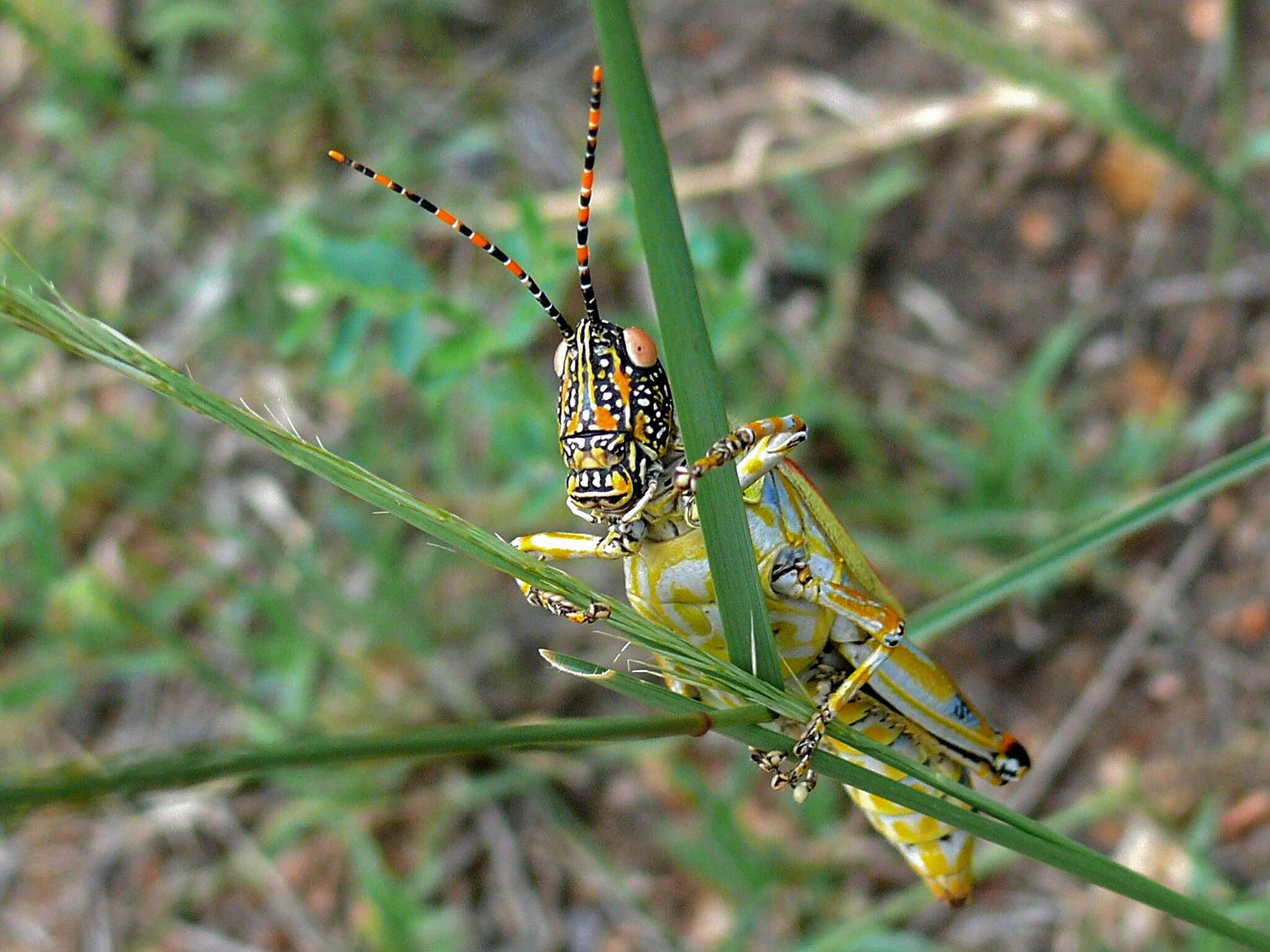 Image of Stink grasshopper