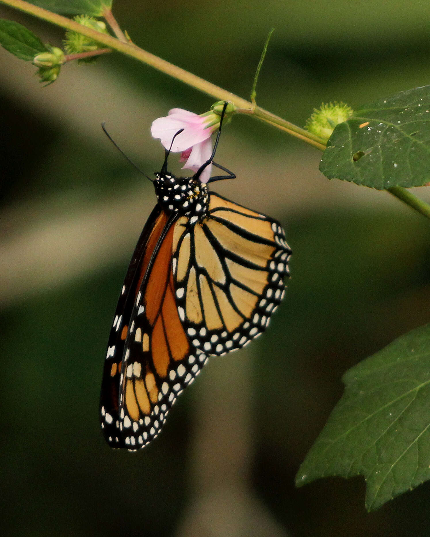 Image of Monarch Butterfly