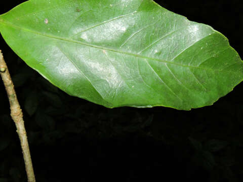 Imagem de Dendropanax caucanus (Harms) Harms