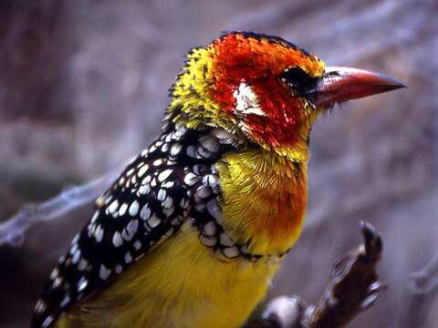 Image of African terrestrial barbets