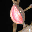 Image of Tetragastris altissima (Aubl.) Swart