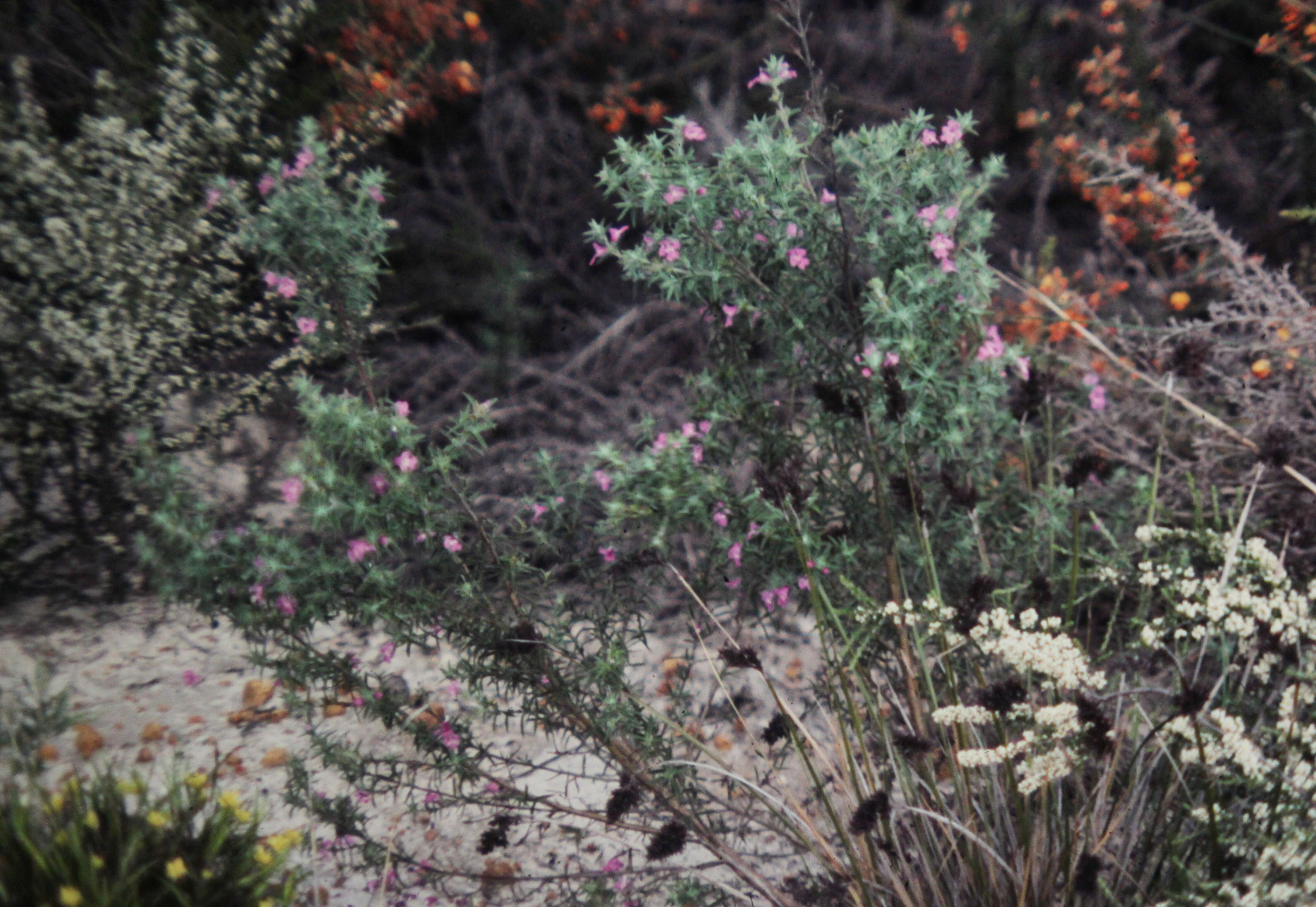 Image of Hemiandra pungens R. Br.