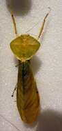 Image of Hooded Mantis