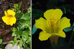 Image of Round-Leaf Monkey-Flower