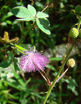 Image of Mimosa albida Willd.