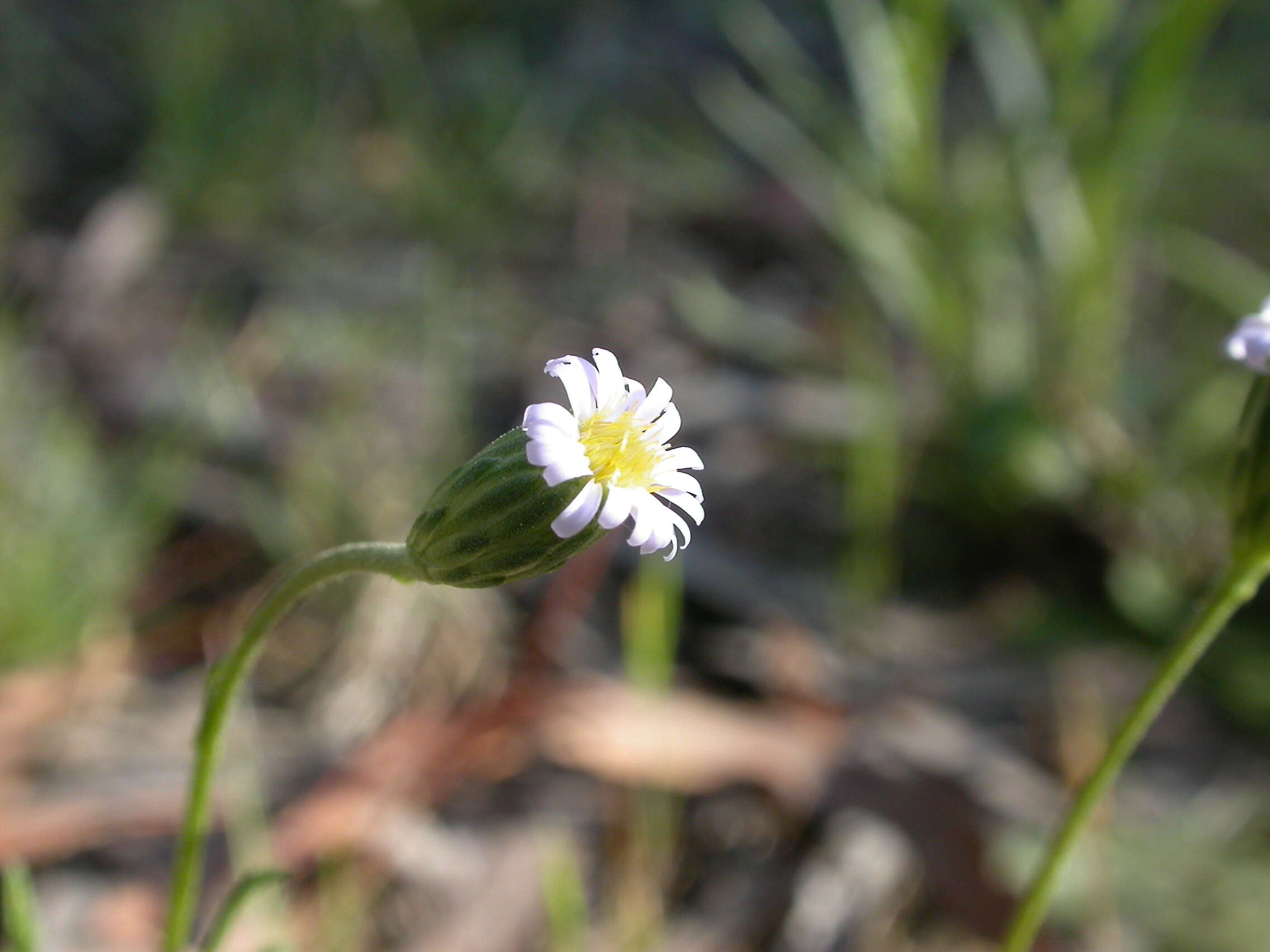 Image of Vittadinia cuneata DC.