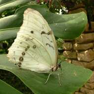 Plancia ëd Morpho polyphemus Westwood (1850)