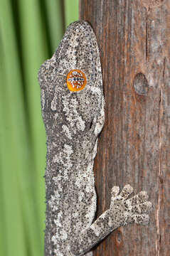 Image of spiny-tailed geckos