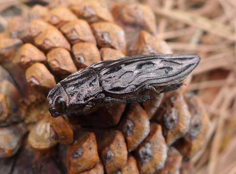 Image of Western Sculptured Pine Borer