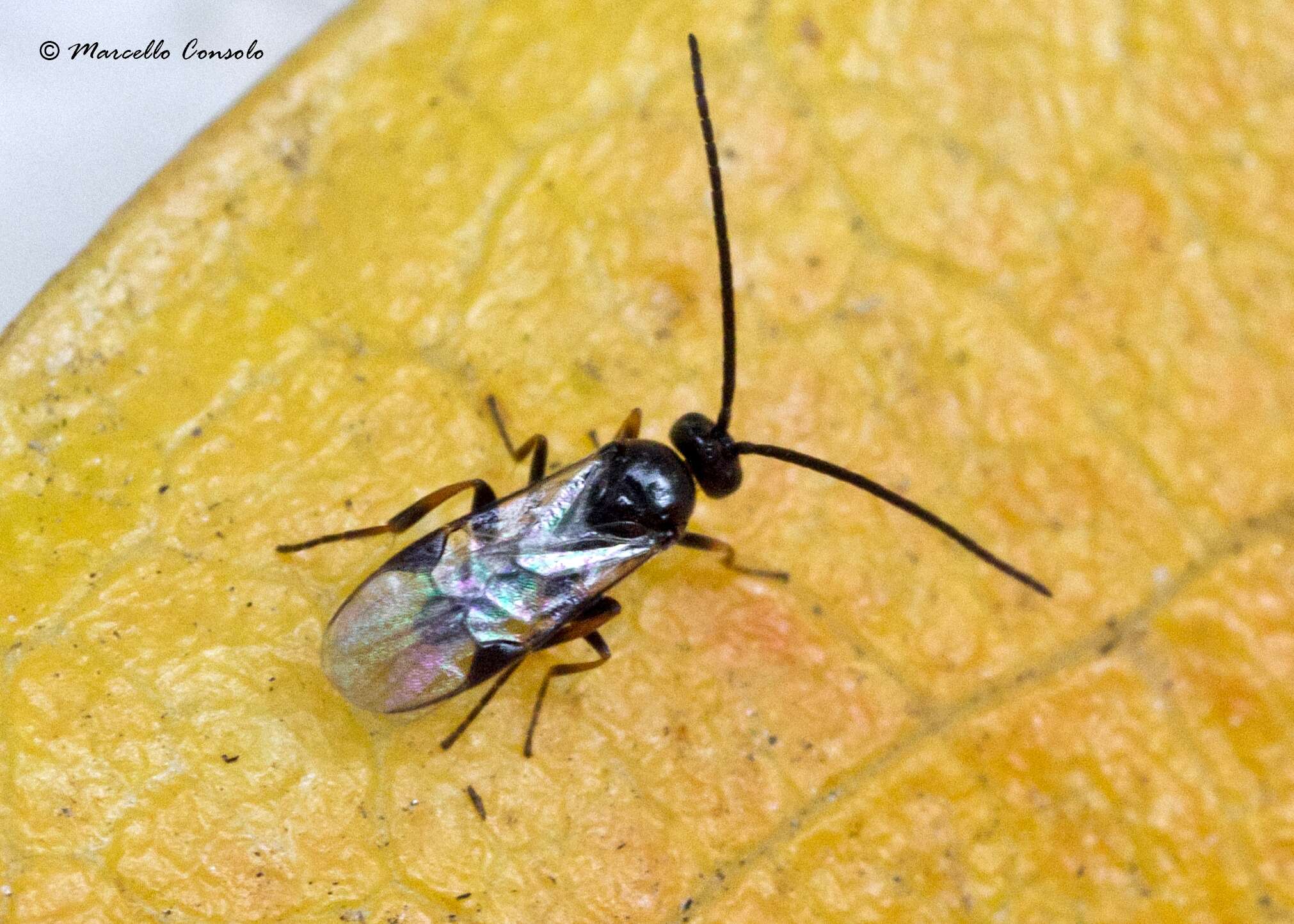 Image of braconid wasps