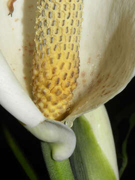 Image of Monstera dubia (Kunth) Engl. & K. Krause