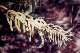 Image of candelabra wattle