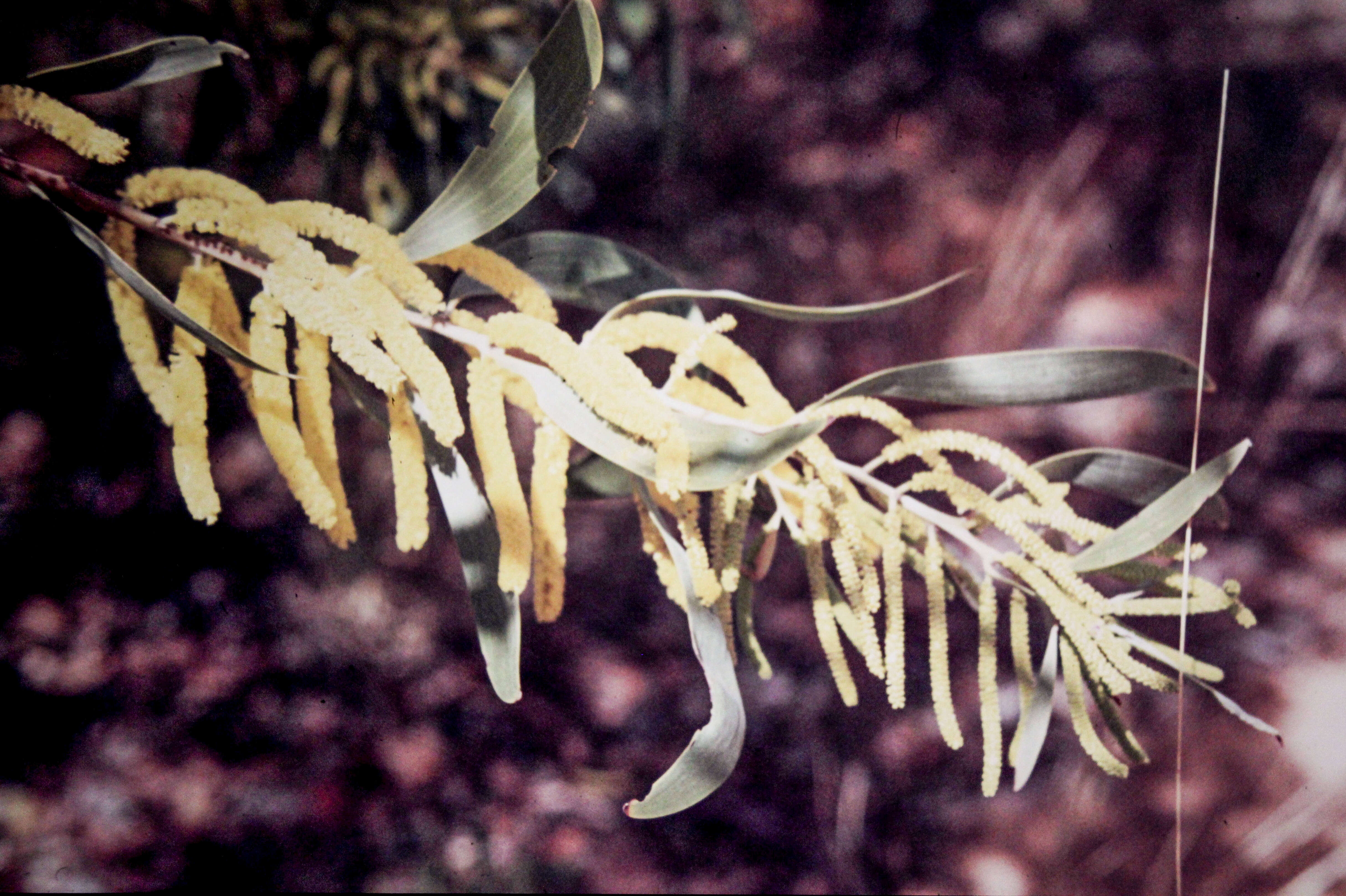 Слика од Acacia holosericea A. Cunn. ex G. Don