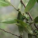 Image of Eurya acuminata DC.