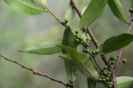 Image de Eurya acuminata DC.