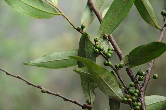 Image of Eurya acuminata DC.