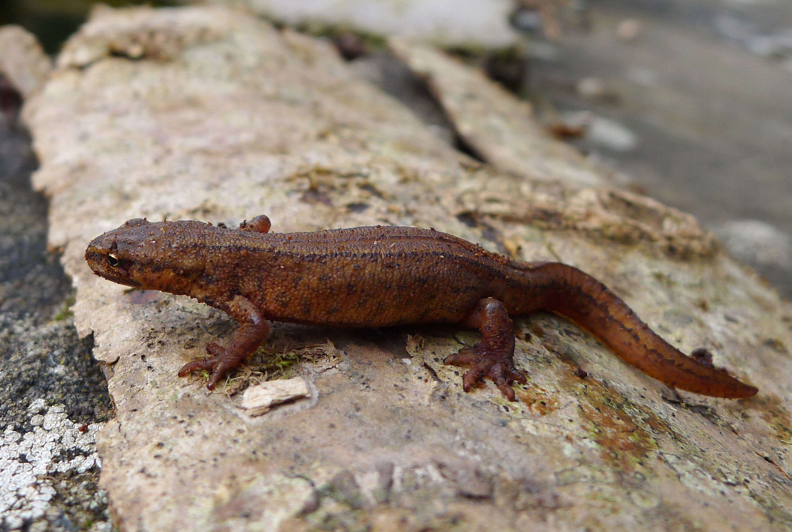 Image of Smooth Newt