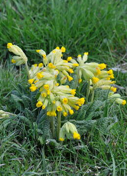 Image of cowslip