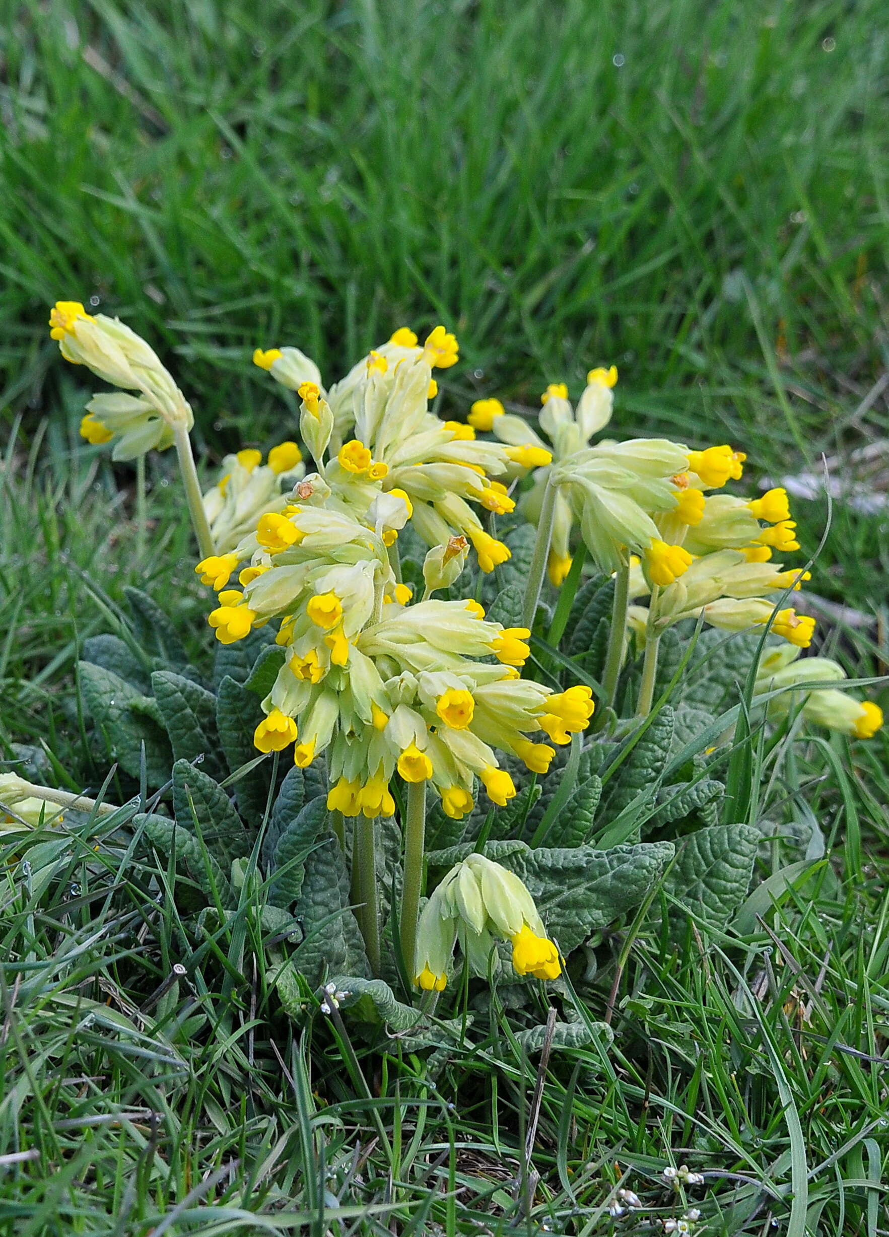 Image of cowslip