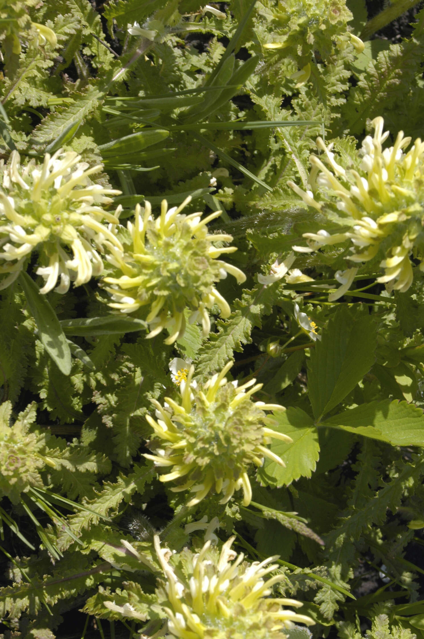 Image of Canada lousewort