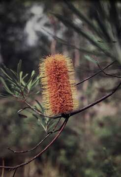 Image of banksia