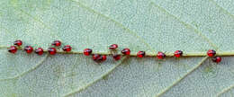 Image of Harlequin Bug