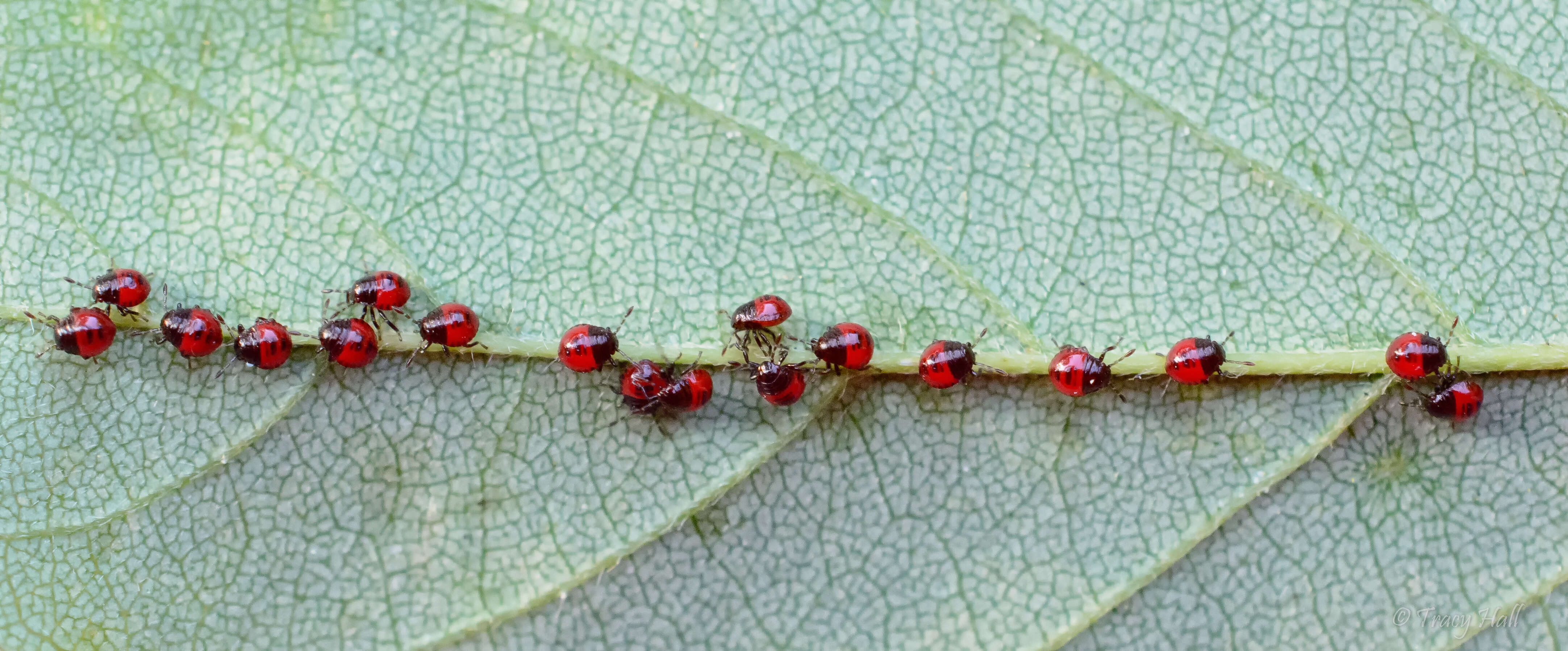 Image of Harlequin Bug