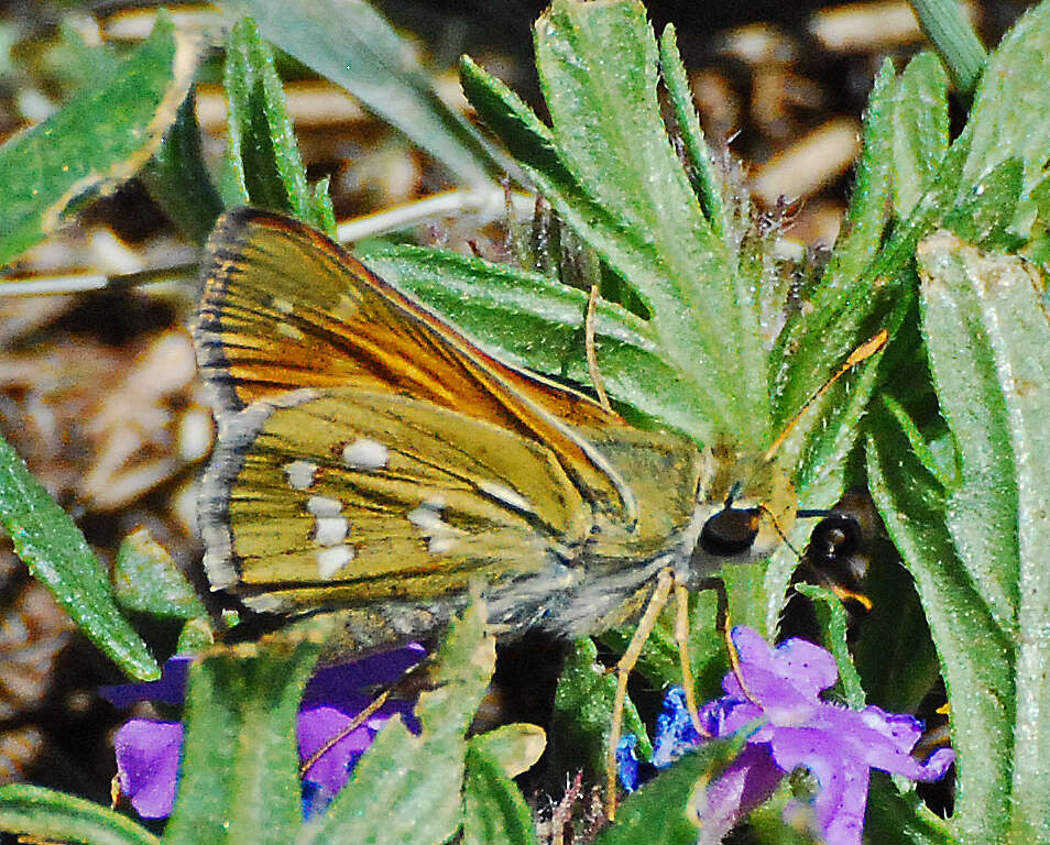 Image of Pahaska Skipper