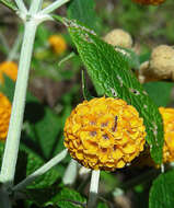 Image of Butterfly Bush