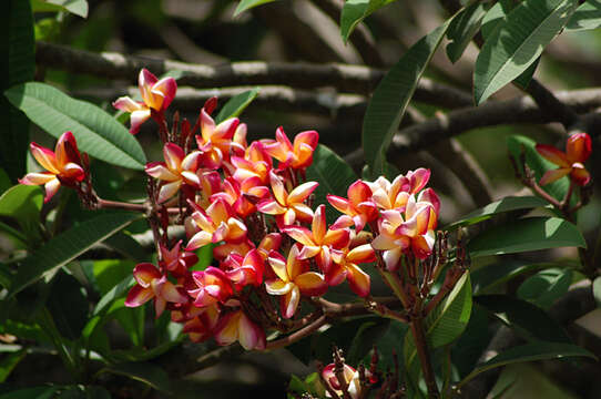 Image de Plumeria rubra L.