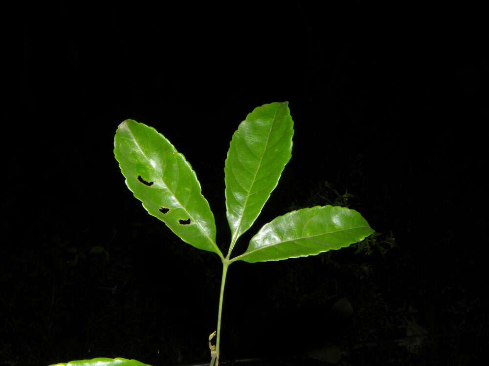 Image of Anthodiscus chocoensis Prance