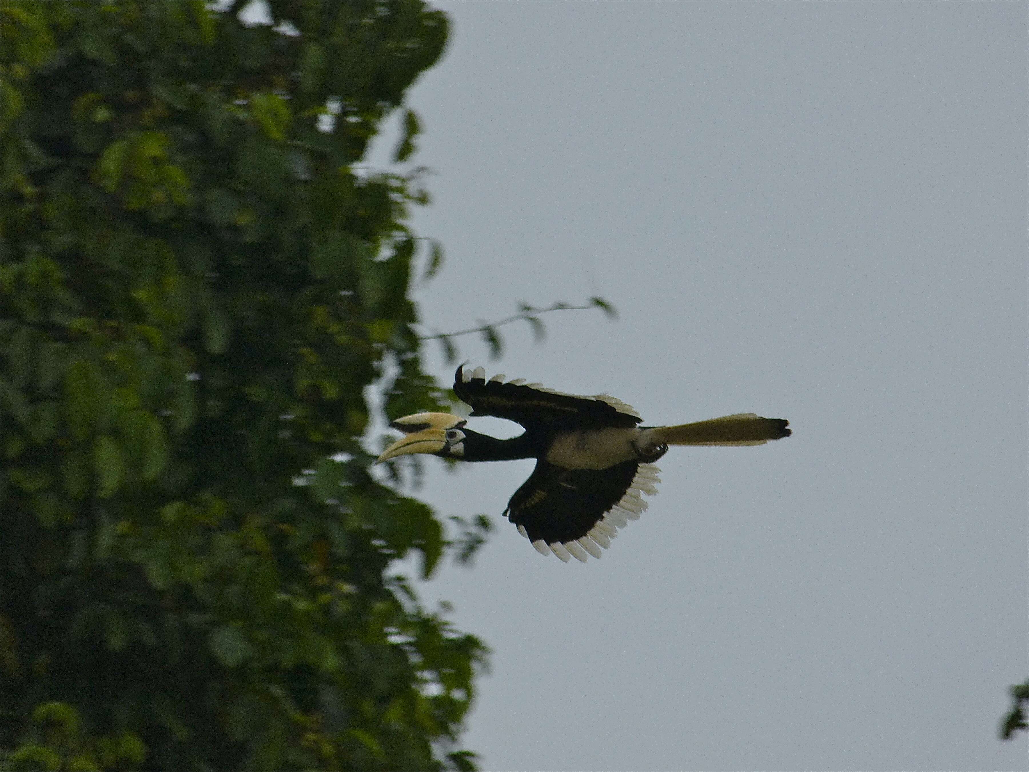 Image of Oriental Pied Hornbill