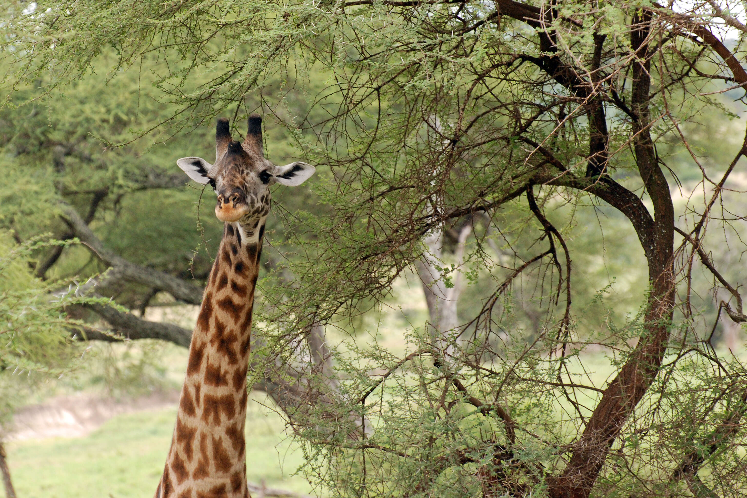 Plancia ëd Giraffa camelopardalis (Linnaeus 1758)