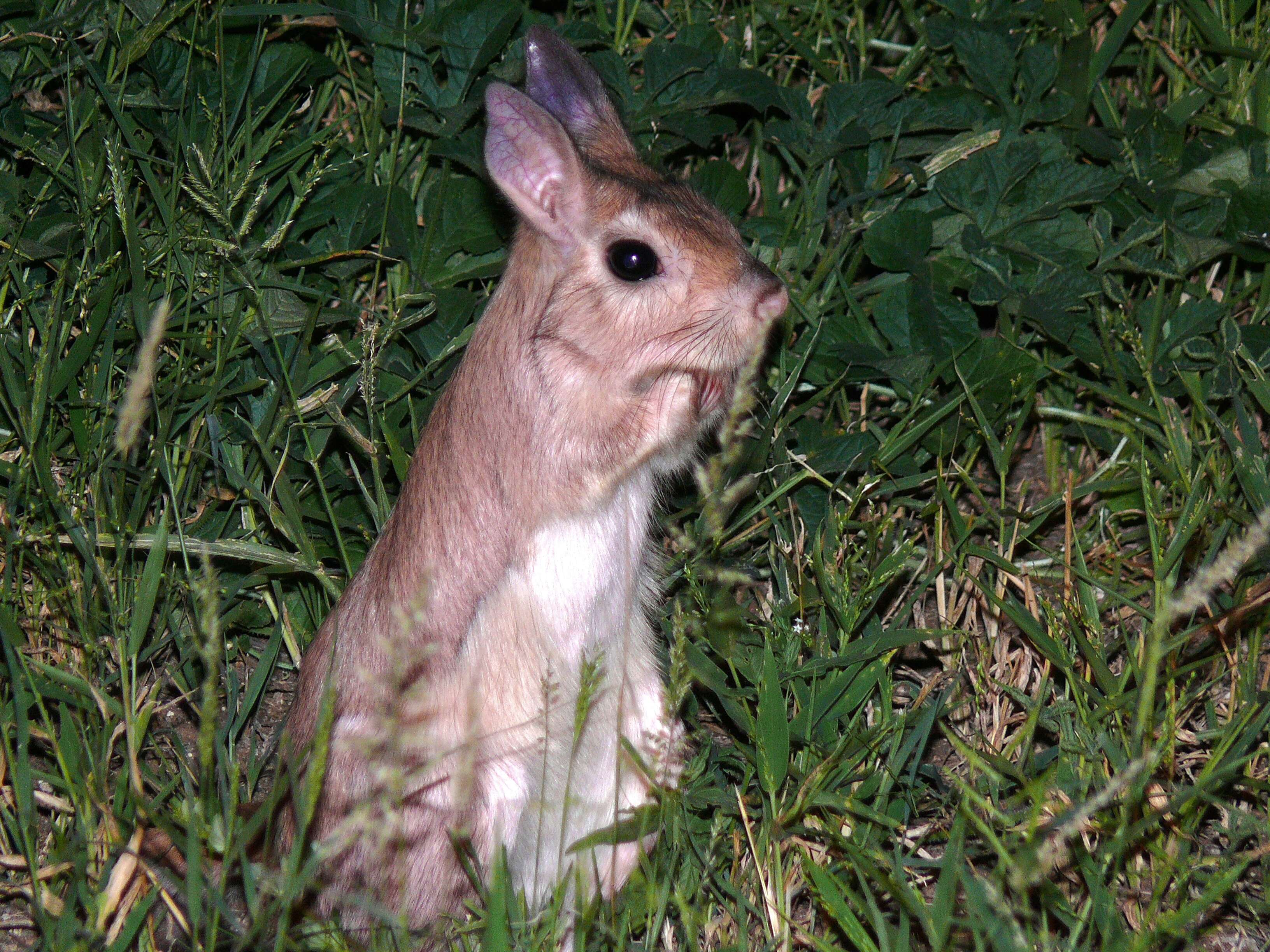 Image of South African Spring Hare