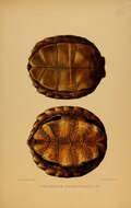 Image of Asian leaf turtle