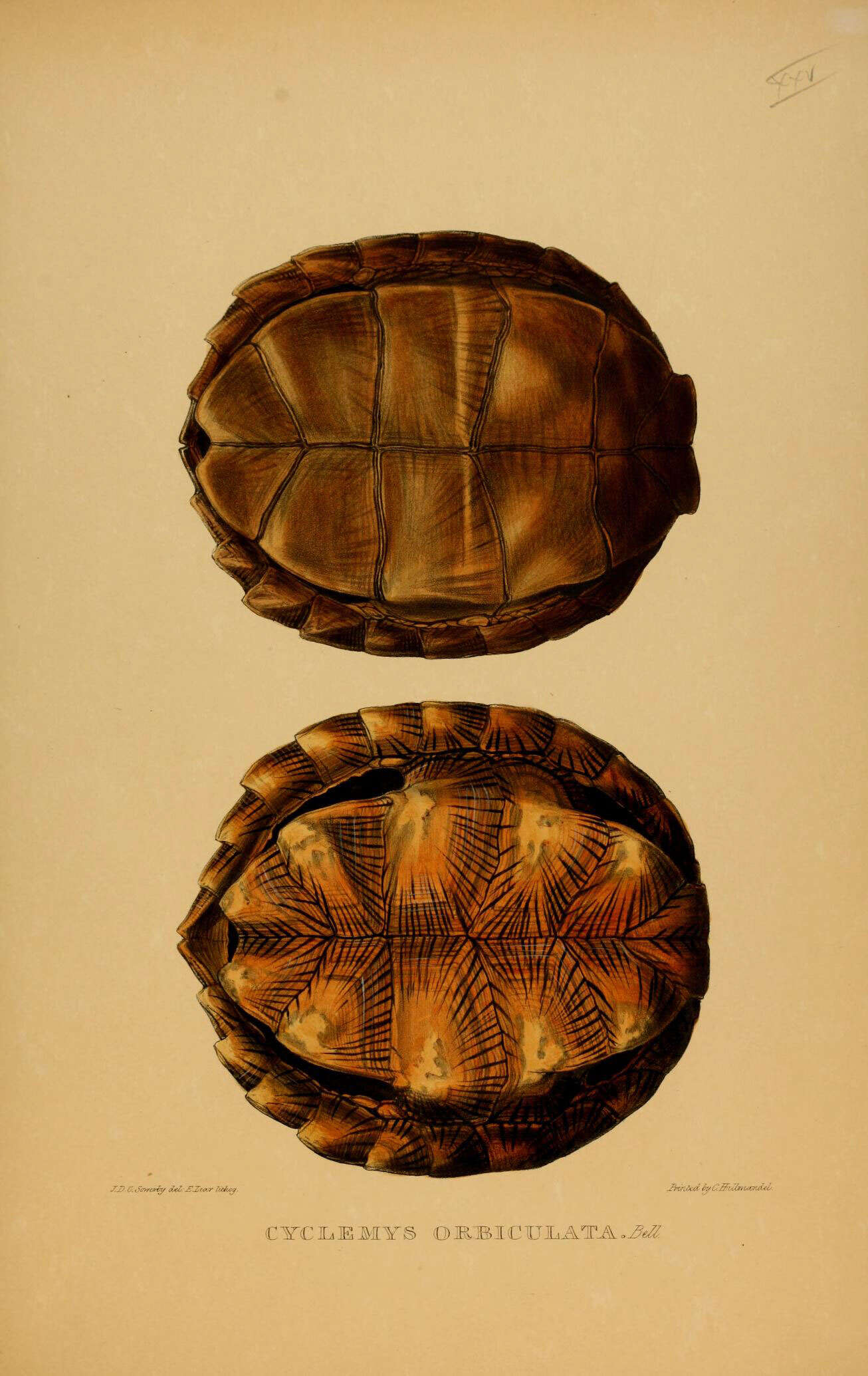 Image of Asian leaf turtle