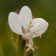 Imagem de Oenothera gaura W. L. Wagner & Hoch